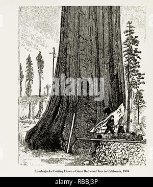 Holzfäller, einem riesigen Redwood Tree in Kalifornien, 1893 Schneiden Stockfoto