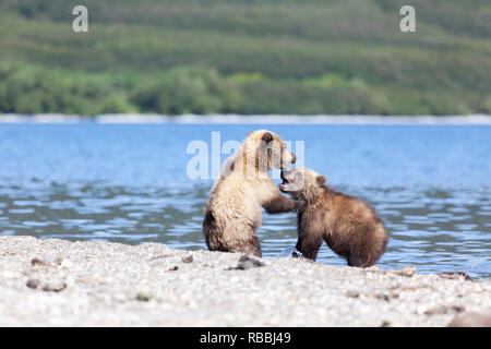 Zwei wilde Brown bear Cubs spielen am See in Kamtschatka in Russland. Kronotsky Naturschutzgebiet Stockfoto