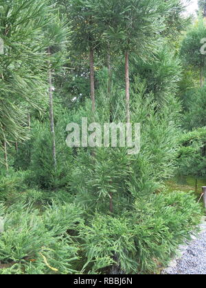 Close-up von immergrünen Nadelbäumen wächst in den berühmten Gärten am Ryoan-ji Tempel, Kyoto Stockfoto
