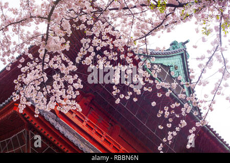 Rosa Kirschblüte vor einem roten japanischen Tempel Stockfoto