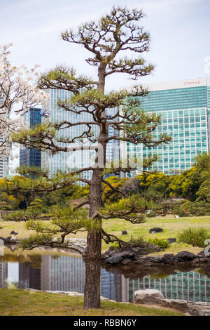 Kiefer in Hamarikyu Gärten in Tokio. Gegensatz gegen die Wolkenkratzer im Hintergrund Stockfoto