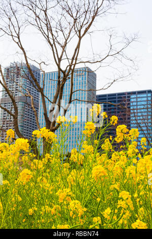 Blumen im Vordergrund im Hamarikyu Gärten in Tokio, Japan, mit Wolkenkratzer im Hintergrund Stockfoto