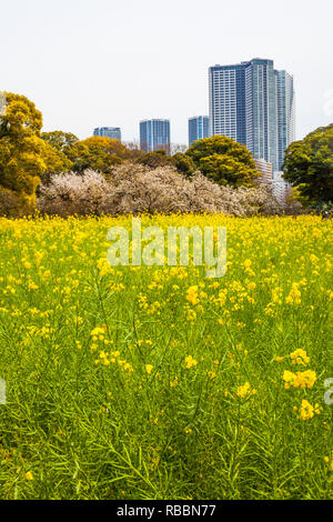 Blumen im Vordergrund im Hamarikyu Gärten in Tokio, Japan, mit Wolkenkratzer im Hintergrund Stockfoto