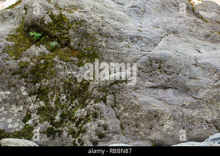 Der Staat Washington grünes Moos und Farn wächst in einem harten grauen Boulder im Sommer Stockfoto