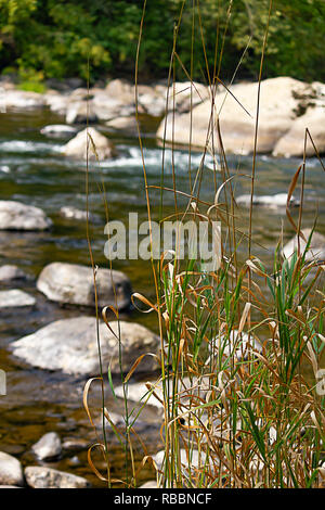 Hohe Gräser wachsen Grün am Rande der Fluss mit Felsen und Sonnenlicht während Washington Sommer Stockfoto