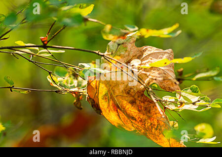 Getrocknete fallen maple leaf ruht auf grünen Stengel von Bush im Wald im Spätsommer Stockfoto