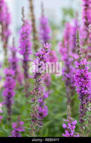 Bunte outdoor Natur Nahaufnahme floralen Bild von einem Feld von blutweiderich in einem Garten an einem Sommertag mit natürlichen unscharfen Hintergrund Stockfoto