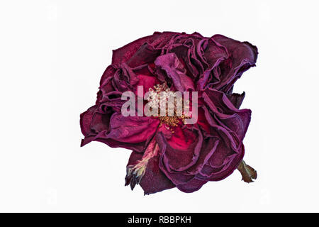Kunst stillleben blumen Makro Nahaufnahme eines gealterten üppigen lila Dunkelrot, samtig Rose Blüte mit detaillierten Textur auf weißem Hintergrund von vorne Stockfoto
