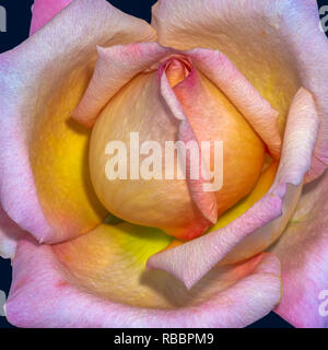 Pastellfarben Kunst Stillleben helle florale Makro Blume Bild der isolierten Weiß Rosa gelb Rosenblüten, schwarzer Hintergrund, detaillierte Textur Stockfoto