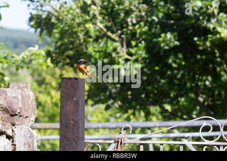 Männliche Redstart auf Post mit Insekten. Stockfoto