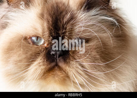Nahaufnahme Gesicht von Langhaarigen blue eyed Seal Point Himalayan cat. Stockfoto