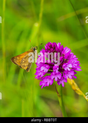 Große Skipper (Ochlodes venata) ruht auf einem pyramidenförmigen Orchid Stockfoto