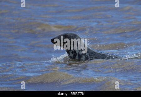 Eine Dichtung in den Küstengewässern von Norfolk, UK fotografiert. Stockfoto