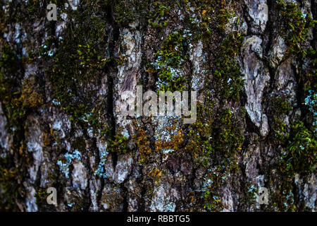 Baumrinde auf Close-up Stockfoto