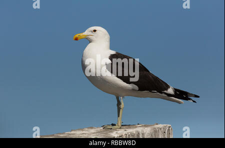 Nahaufnahme eines Kap Möwe in Lamberts Bay, Südafrika Stockfoto