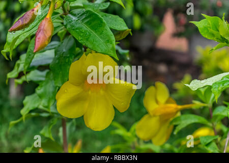 Eine Menge gelbe allamanda Blume mit Wassertropfen mit Blättern suchen genial nach Regen fallen in regnerischen Tag. Stockfoto