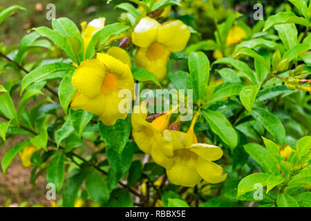 Eine Menge gelbe allamanda Blume mit Wassertropfen mit Blättern suchen genial nach Regen fallen in regnerischen Tag. Stockfoto