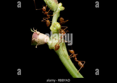 Makroaufnahme der roten Ameisen in der Natur. Red Ant ist sehr klein. Selektiver Fokus, Stockfoto