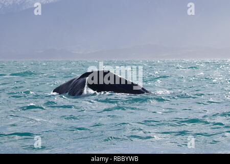 Tauchen Pottwal im Pazifischen Ozean. Wasser aus der Schwanzflosse, schneebedeckten Berge im Hintergrund. Stockfoto