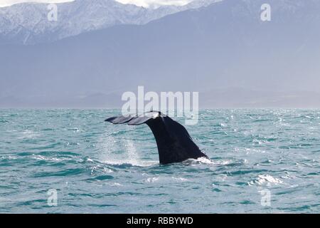 Tauchen Pottwal im Pazifischen Ozean. Wasser aus der Schwanzflosse, schneebedeckten Berge im Hintergrund. Stockfoto