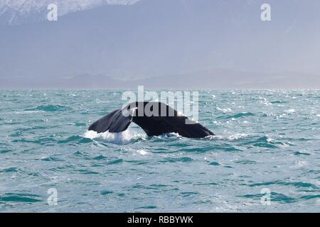 Tauchen Pottwal im Pazifischen Ozean. Wasser aus der Schwanzflosse, schneebedeckten Berge im Hintergrund. Stockfoto