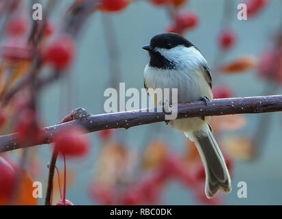 Eine schwarze capped chickadee ruht auf einem Baum mit roten Beeren. Stockfoto