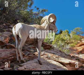 Rocky Mountain Big Horn Schafe in Zions National Park, Utah. Stockfoto