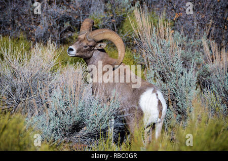 Rocky Mountain Big Horn Schafe in Zions National Park, Utah. Stockfoto