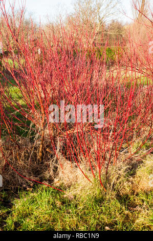 Cornus alba pumila Hartriegel hat leuchtend rote Zweige im Winter. Fügt Farbe im Winter, wenn die Blätter alle Heruntergefallen Stockfoto