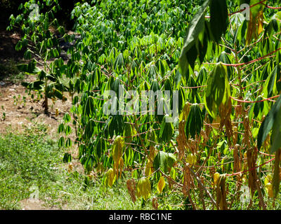 Nahaufnahme einer Yucca Plantage in der ländlichen Umgebung von Bogota Kolumbien Stockfoto