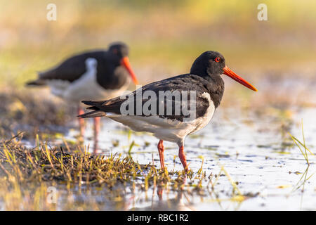 Pied Austernfischer (Haematopus ostralegus) Paar Waten im Fluss auf der Suche nach Essen. Stockfoto