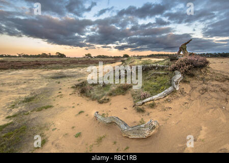 Sonnenuntergang über Protokolle in der Sanddünen im Nationalpark Hoge Veluwe in der Provinz Gelderland, Niederlande Stockfoto