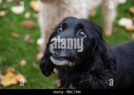 Spaniel schwarz mit grauen Schnauze, in der Nähe der Hunde Kopf und Gesicht nur mit grünem Gras Hintergrund, kein Volk Stockfoto