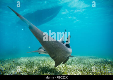 Schwimmen mit Haien in Belize Stockfoto