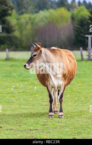 Gesunde junge Braune Schweizer Stier in einer Weide Stockfoto