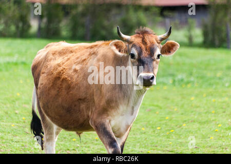 Gesunde junge Braune Schweizer Stier in einer Weide Stockfoto