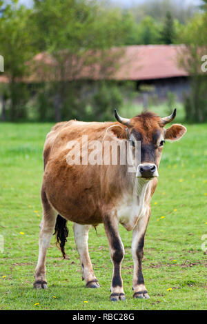 Gesunde junge Braune Schweizer Stier in einer Weide Stockfoto