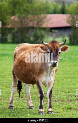 Gesunde junge Braune Schweizer Stier in einer Weide Stockfoto