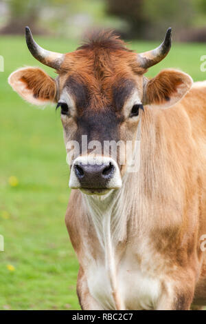 Gesunde junge Braune Schweizer Stier in einer Weide Stockfoto