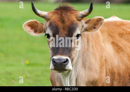 Gesunde junge Braune Schweizer Stier in einer Weide Stockfoto