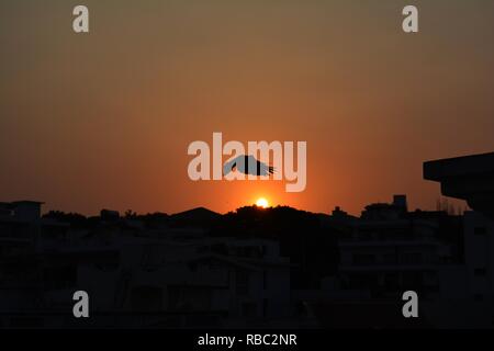 Fliegender Vogel auf der Oberseite der schönen Sonnenuntergang Himmel; Querformat. Stockfoto