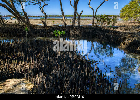 Junge Mangrove Tree schießt am Strand Küste von Queensland Australien Stockfoto