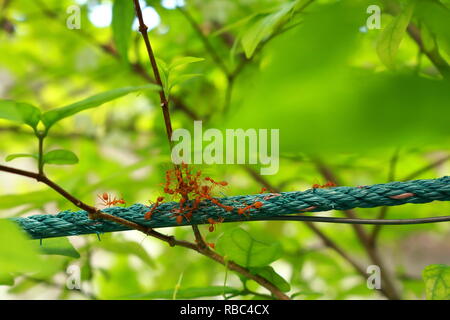 Gruppe von Ameisen bewegen auf Seil und Ast ab, wir sind jetzt besetzt Stockfoto