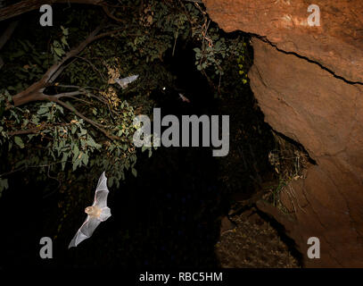Östlichen Hufeisennase oder Micro Fledermäuse (Rhinolophus megaphyllus ignifer) aus dem Torbogen Höhle zu jagen kommen in der Nacht, Undara Lava Tubes, Undara Volcanic Stockfoto