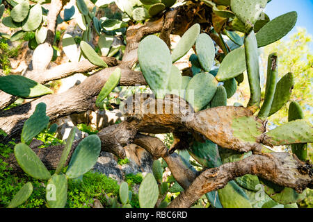 Nafplio, Griechenland. Blue Ski Landschaften, Ruinen, wild lebende Tiere am und in der Nähe der Arvanitias und Festung Palamidi im Dezember 2018 Stockfoto