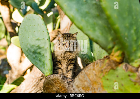 Nafplio, Griechenland. Blue Ski Landschaften, Ruinen, wild lebende Tiere am und in der Nähe der Arvanitias und Festung Palamidi im Dezember 2018 Stockfoto