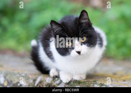 Nafplio, Griechenland. Blue Ski Landschaften, Ruinen, wild lebende Tiere am und in der Nähe der Arvanitias und Festung Palamidi im Dezember 2018 Stockfoto