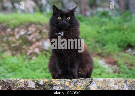 Nafplio, Griechenland. Blue Ski Landschaften, Ruinen, wild lebende Tiere am und in der Nähe der Arvanitias und Festung Palamidi im Dezember 2018 Stockfoto