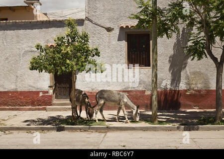 Esel Familie in der Straße von Cafayate, Argentinien Stockfoto