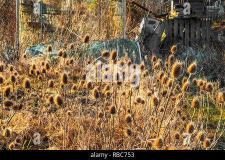 Herbst teasels in der untergehenden Sonne, Eglinton Züchter Kleingärten, Kilwinning, Ayrshire, Schottland Stockfoto